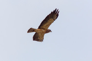 Obraz premium Swainsons Hawk Prairie