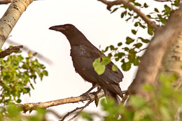 Raven in Tree