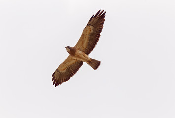 Swainsons Hawk Prairie