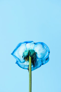 Close up of blue rose