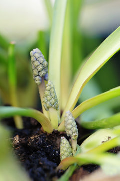 Four tiny Muscari sprouts going from the smallest to the tallest close to bulb in the ground