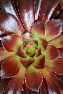 Aeonium succulent plant details