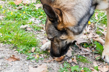 a wolf dog eating a ham bone on top of the grass