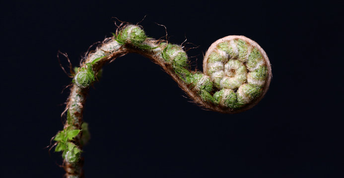 Close up of unfolding fern leaf