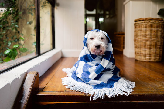 White dog wrapped in a striped towel indoors after a bath