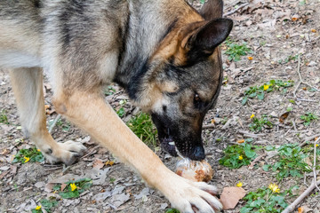 a wolf dog eating a ham bone on top of the grass