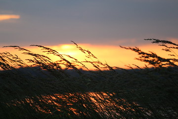 Zachód słońca i trawy