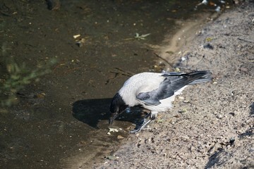 Vögel der Stadt: Nebelkrähe im Tiergarten (Berlin)