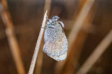 Butterfly covered with dew
