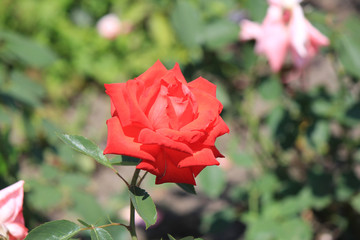 riot of flowers in the summer park