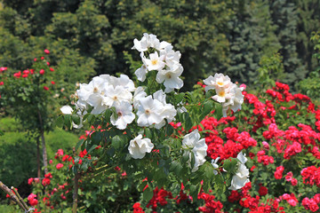 Obraz premium riot of flowers in the summer park