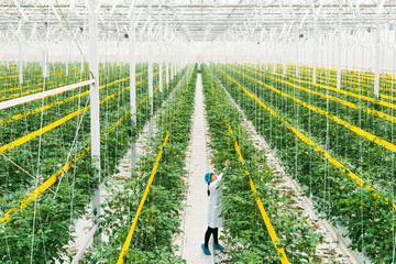 Greenhouse with tomatoes