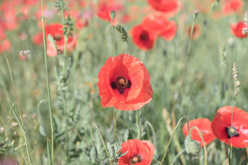 Close-Up Of Red Poppy Flowers Blooming On Field 