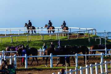 Race Horses Riders Training Riding Animals Blue Sky Landscape