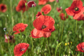 Fototapeta premium Close-Up Of Red Poppy Flowers Blooming On Field 