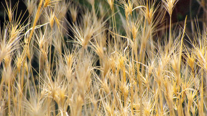      dry yellow brown grass on a dark green background             