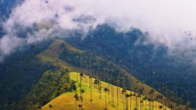 Nebel zieht &uuml;ber die Anden im Cocora Valley Kolumbien mit den h&ouml;chsten Palmen der Welt