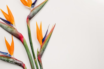 birds of paradise