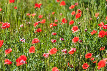 Fototapeta na wymiar Flowering red poppy fields in Brandenburg