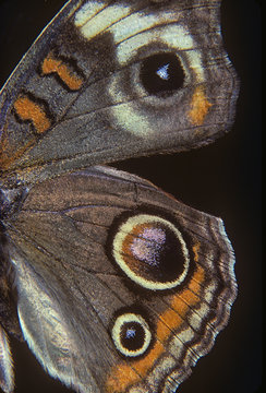 Eyespots and patterns on the wing of a moth, closeup macrophotograph.  Photographed on Kodachrome 25 film with a Nikon F3 35-mm camera.