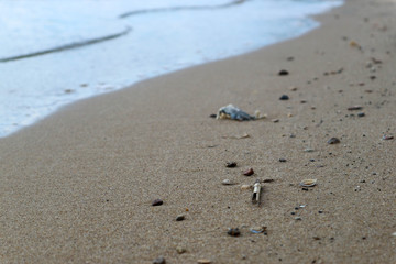 sandy beach with seashells,stones and reed debris цшер incoming waves closeup
