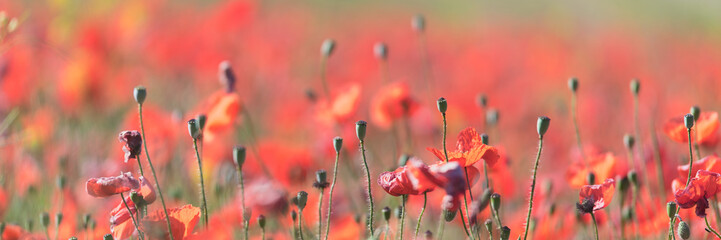 Obraz premium Close-Up Of Red Poppy Flowers Blooming On Field 