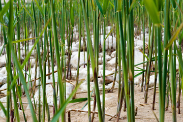 Obraz premium thickets of green reed on the sand beach closeup wallpaper