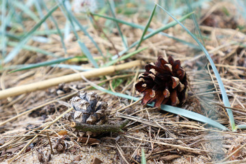 Two pine cone on grass on a sandy beach closeup
