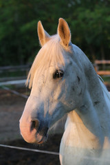 Portrait of a purebred gray arabian stallion. Closeup of a young purebred horse. Purebred young shagya arabian horse posing at golden hour on rural animal farm