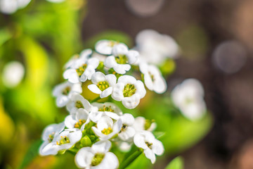 white little summer flowers on green background