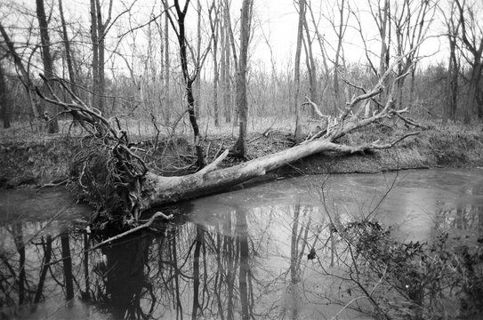 Fallen tree
