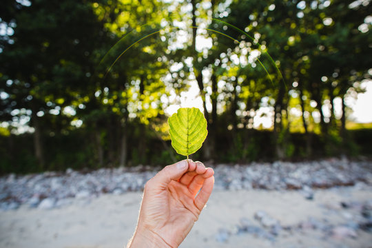 Hand holds a leaf ( landscape )