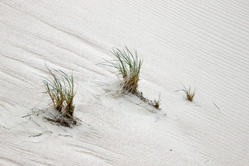 Grass on the sand dune slope closeup