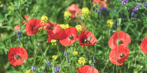 Close-Up Of Red Poppy Flowers Blooming On Field 