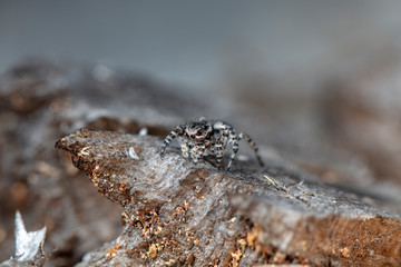 spider jumper in a native habitat
