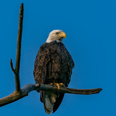Eagle at Sunrise perched on a Branch