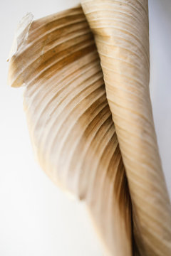 Dried curly leaf of palm