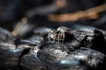 spider jumper in a native habitat