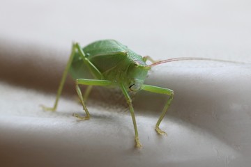 Macro shot of the front of a walking leaf insect