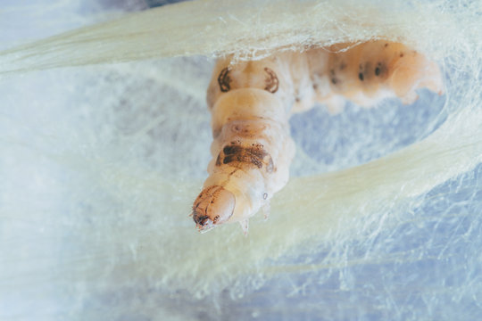 Worm Silkworm Images – Browse 8,538 Stock Photos, Vectors, and Video ...