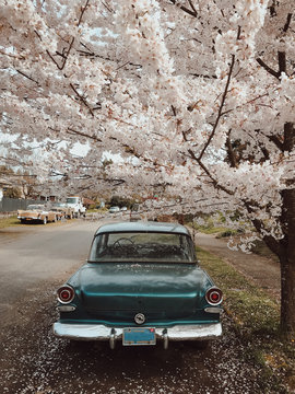 Classic car and Blossoms