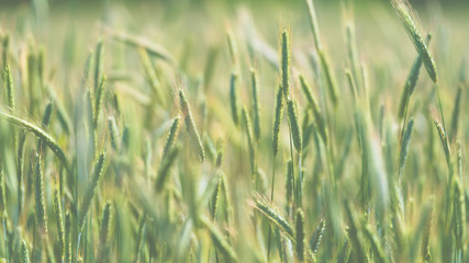 Close-up view of a grain field