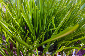 Obraz premium Beautiful young green grass on a sunny day, nature background.