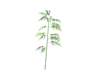 A bamboo tree isolated over a white background. Suitable for use in architectural design or Decoration work. Used with natural articles both on print and website. 