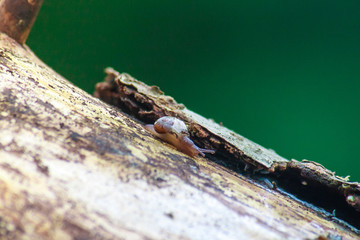 little snail crawling on a tree. macro shooting