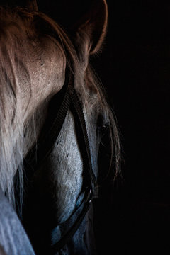 horse head silhouette in harness on a black background