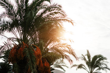 Fototapeta na wymiar Palm trees with ripe dates at Bodrum, Turkey.