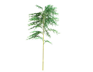 A bamboo tree isolated over a white background. Suitable for use in architectural design or Decoration work. Used with natural articles both on print and website. 