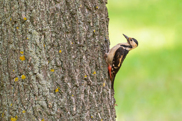 close up of woodpecker sitting on trunk of tree at summer