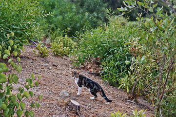 Bengal cat like a leopard sneaks walking outdoor.